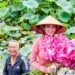 Hanoi West Lake Lotus Tea